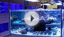 Types of Lighting Systems for Saltwater Aquariums